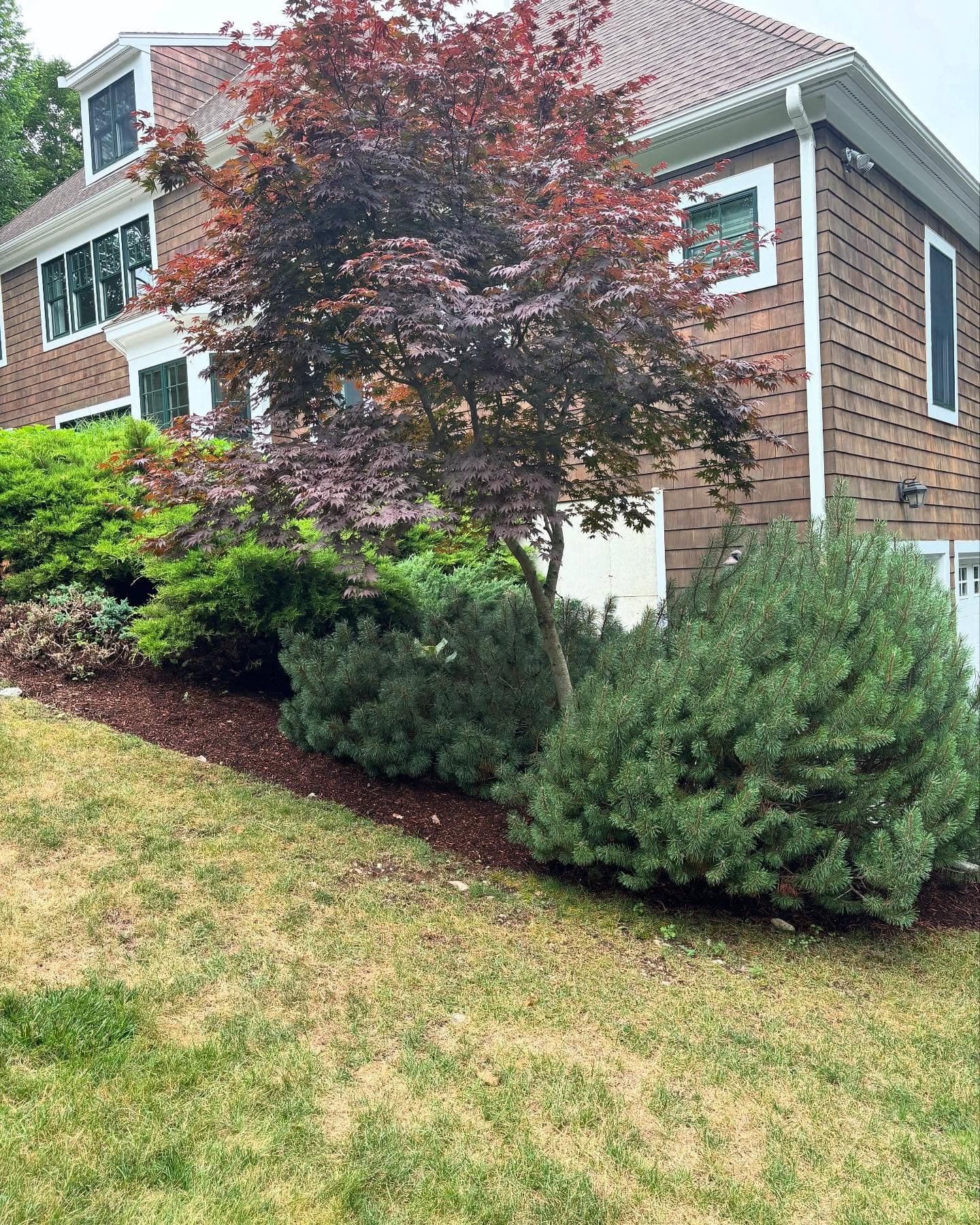 Planting bed with a Japanese maple and evergreen shrubs beside a house