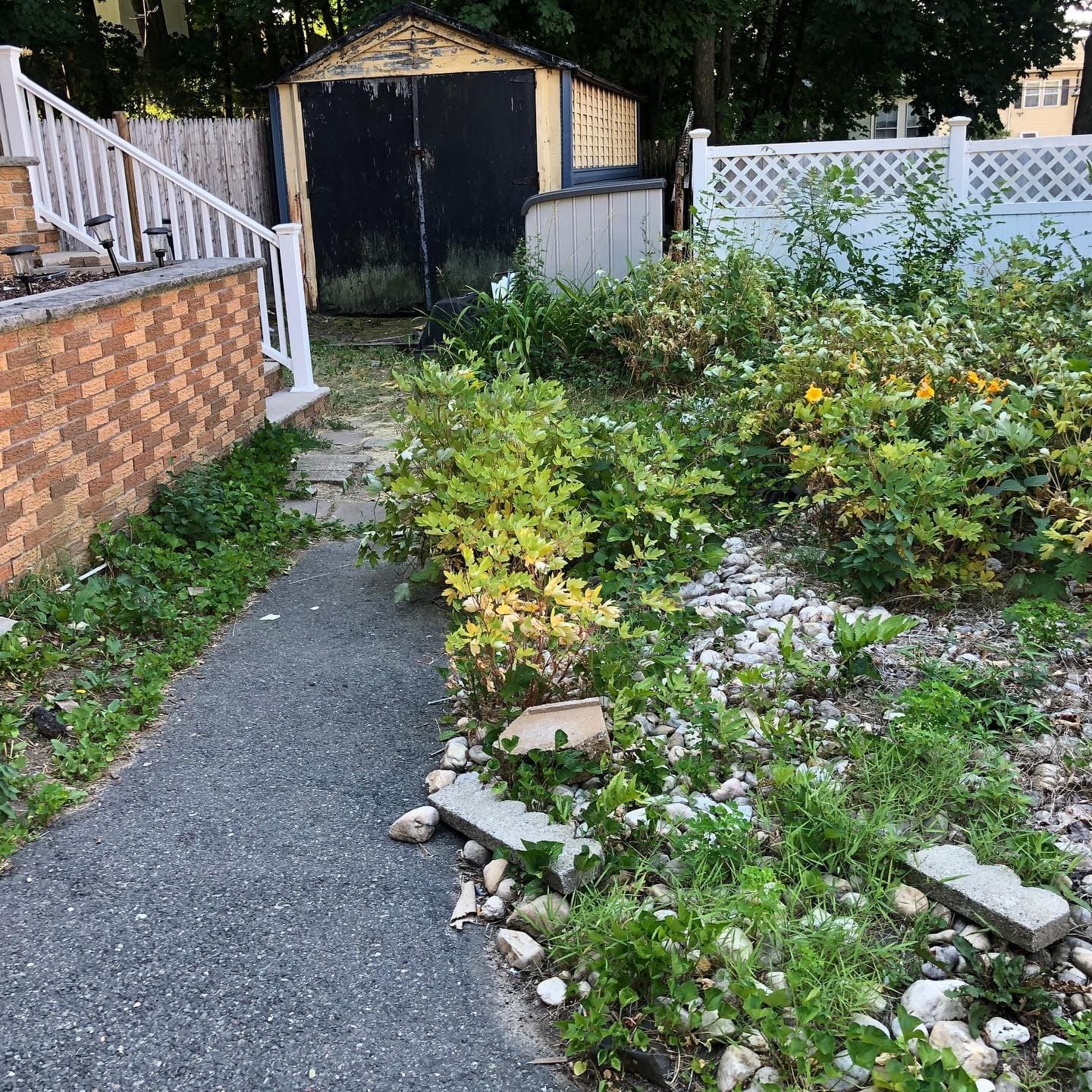 Overgrown garden path before cleanup
