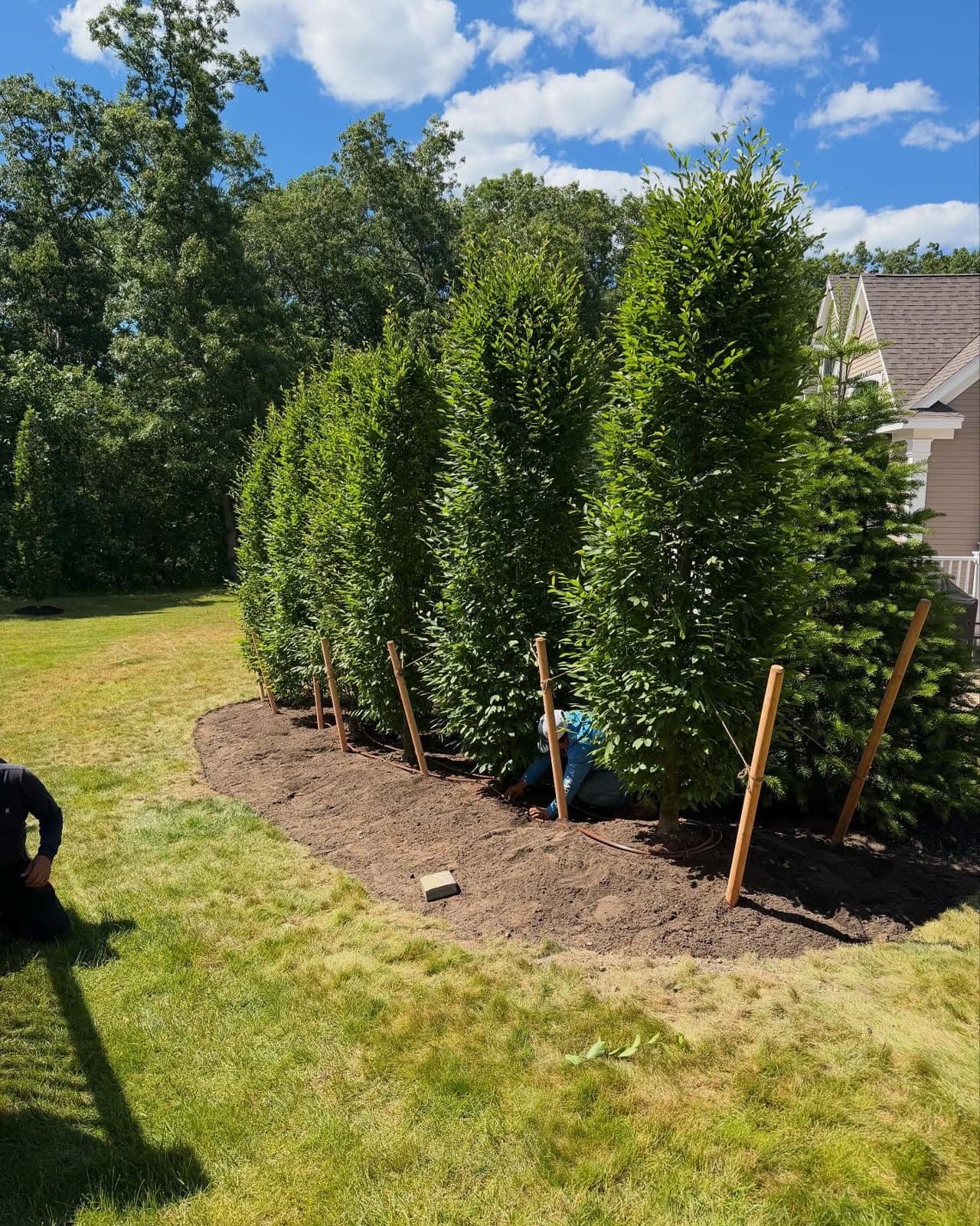 Tall arborvitae hedge along a lawn