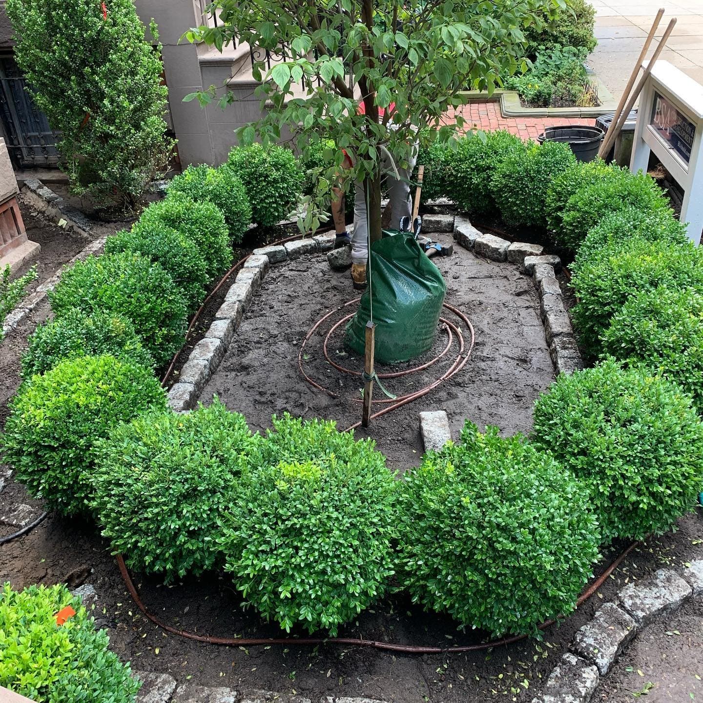 Circle of boxwoods planted around a young tree